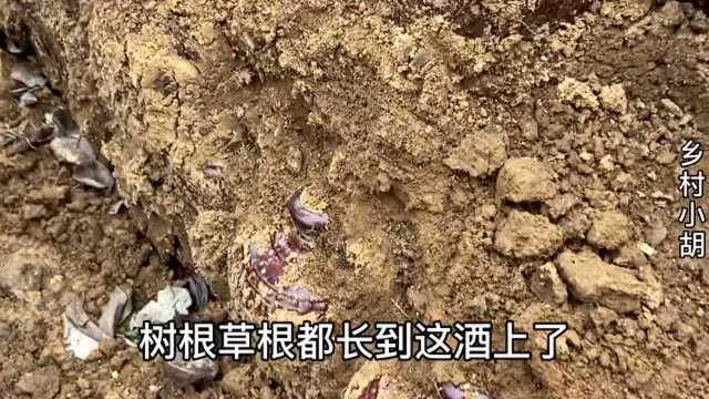 河南农村大哥在地下埋了一万坛黄酒,这样储存有啥好处?真专业