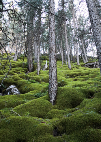 祁连山青海云杉原始森林中的蚂蚁用松针搭建的巢穴