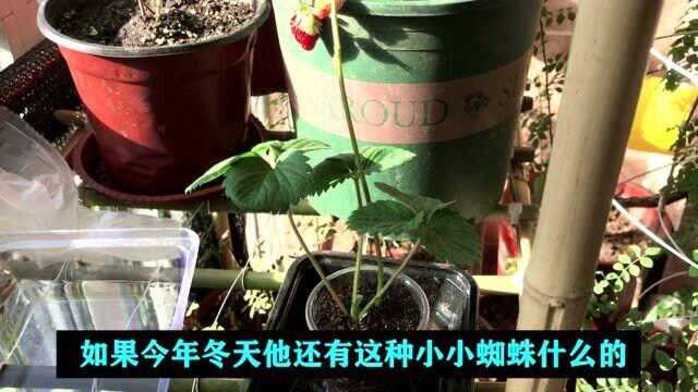 章姬草莓走茎移栽成活 长出新叶了 移栽了有一个多星期了