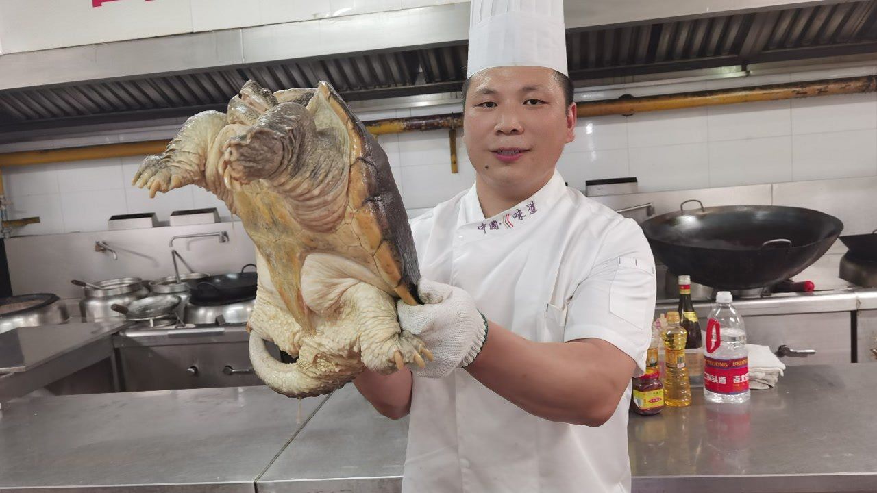 外来入侵物种鳄鱼龟,大厨分享宰杀处理技巧和美味好吃的做法