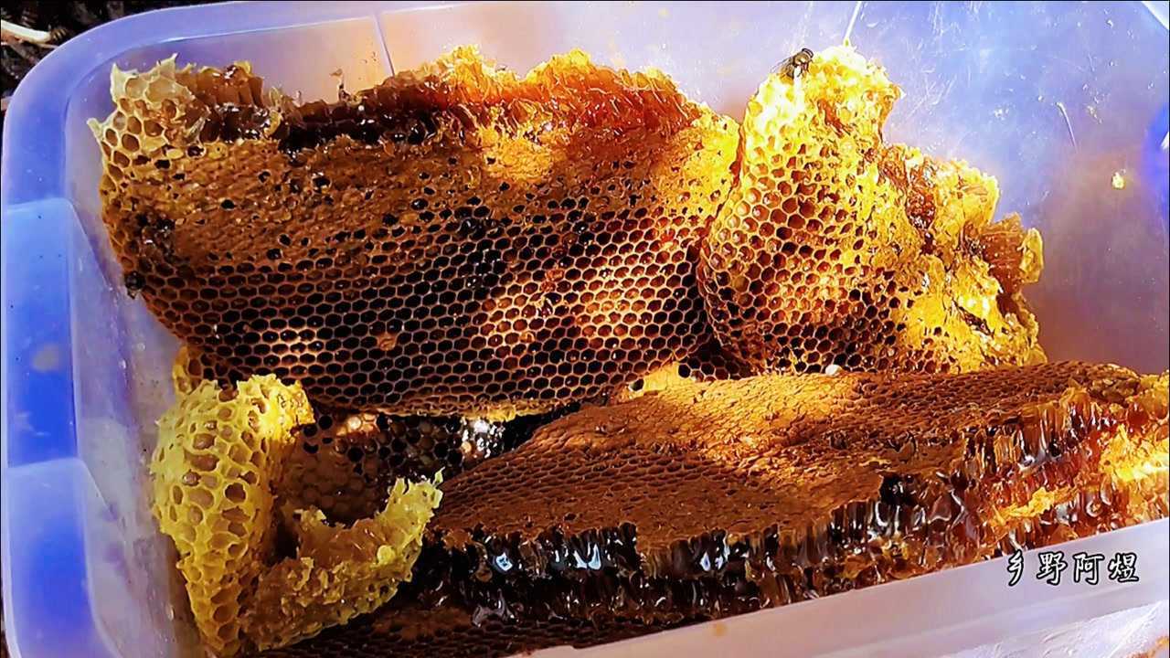 怎样取蜜蜂窝里面的蜂蜜 怎样取蜜蜂窝里面的蜂蜜呢