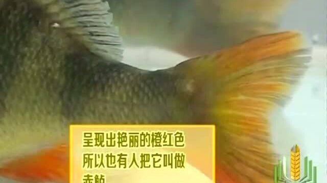 河鲈属寒温带鱼类 其适应温度范围很广 0到35度都可生存