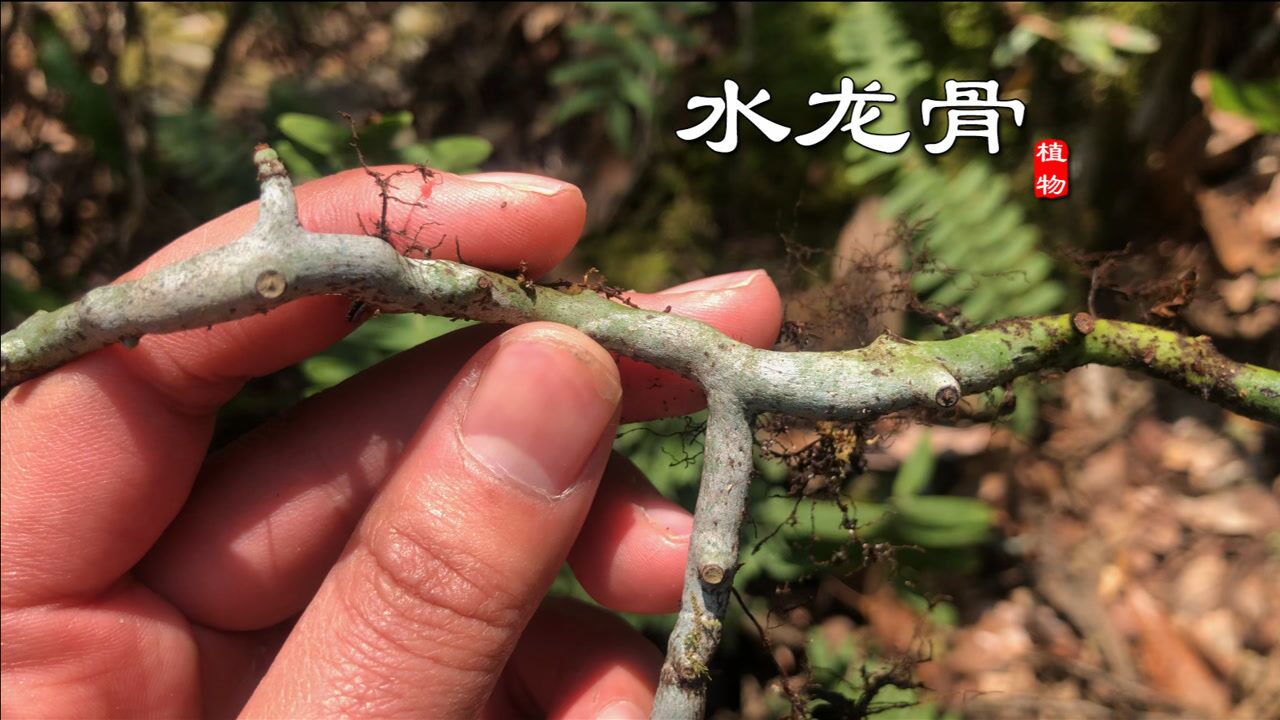 石壁上这种奇特植物"水龙骨,是种很好的药材!遇见别不认识