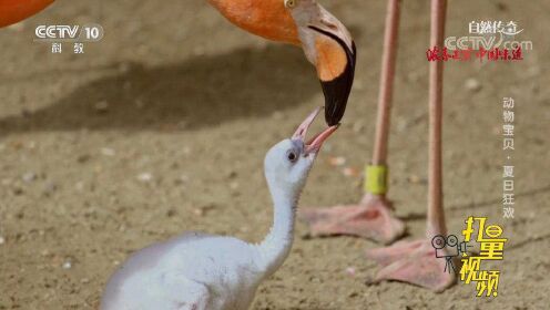 与父母不同，小火烈鸟披着白色的绒毛，样子甚是可爱