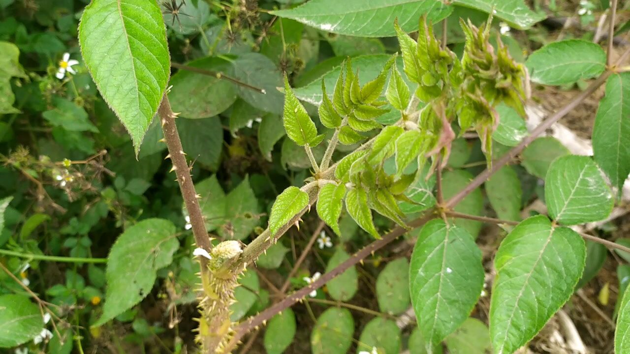 楤木鸟不站主风湿骨痛,蜜蜂和天敌马蜂和解在花枝共采蜜奇观