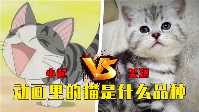 动画片里的猫都是什么品种的?小起和美短简直一模一样!