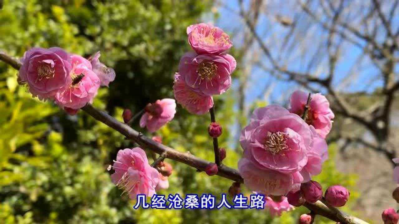 雨中百合一曲人這一生太艱難感悟人生句句辛酸淚