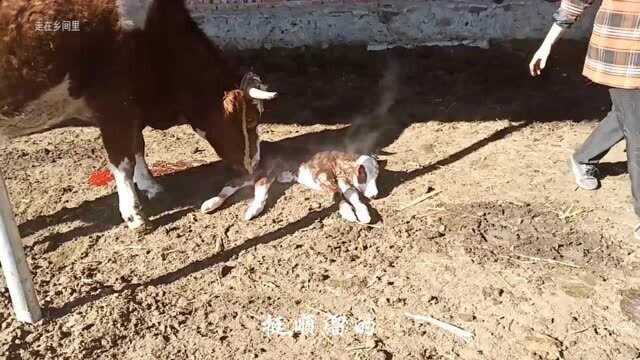 全程记录:牛犊从出生到站起来吃奶全过程,牛妈妈一直守护者它.