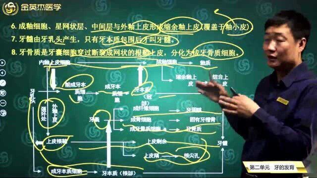 口腔医学综合01口腔组织病理学02元牙的发育02牙体及牙周