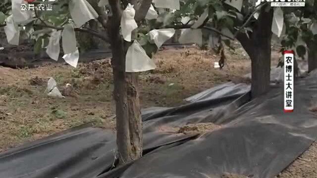 黄冠梨黑膜覆盖的时机 通常要趁雨后或浇水后 能更好的发挥效果