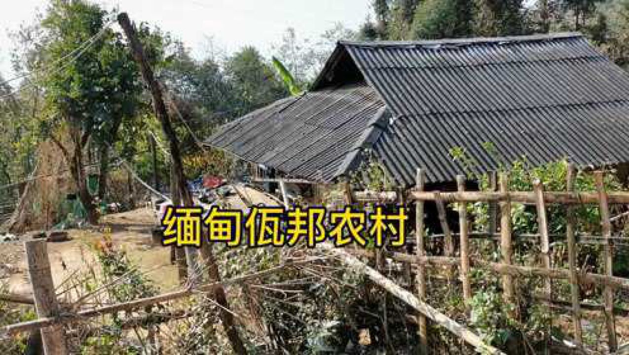 骑行60分钟,看缅甸佤邦农村吊脚楼,用竹子本材瓦做成,真厉害