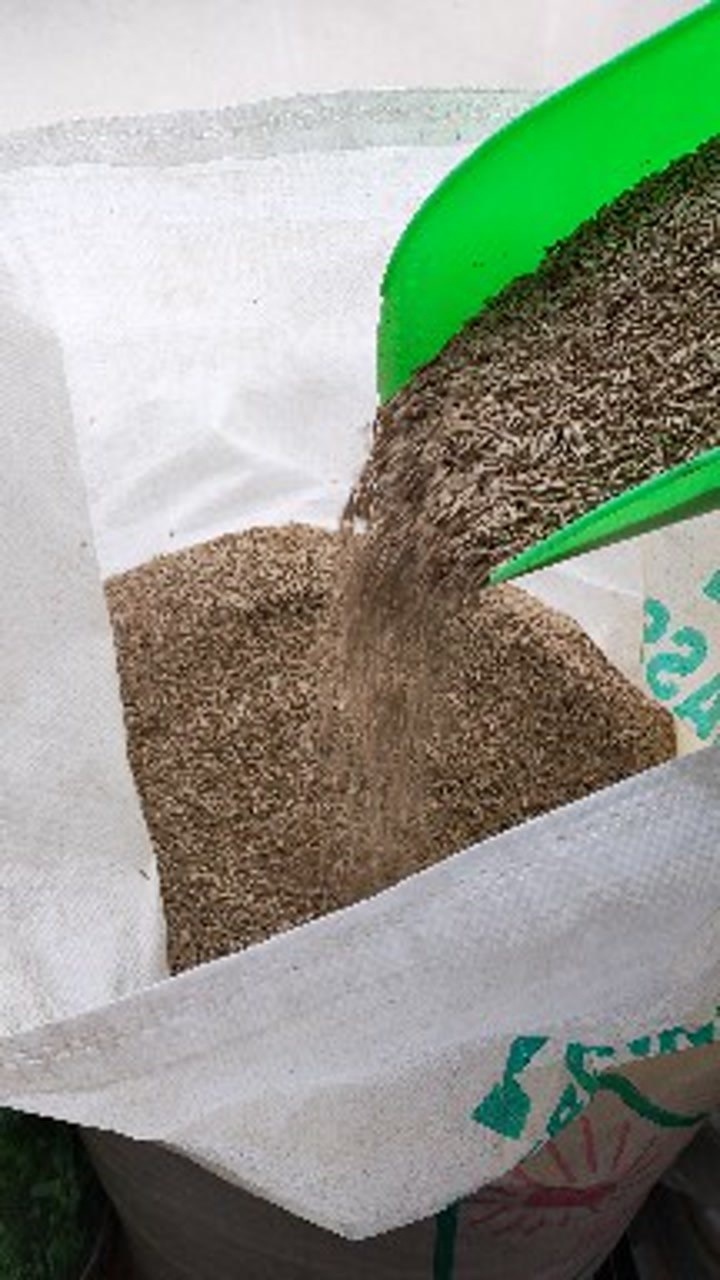 多年生黑麦草牧草种子,活性好产量高,各种家畜均喜采食