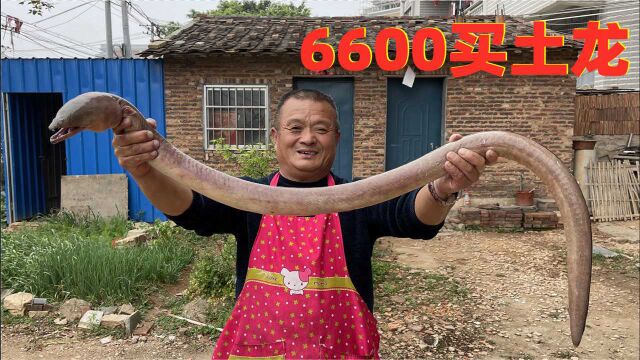 6600买2条罕见大土龙,一口汤就值500块!这是有多补啊?