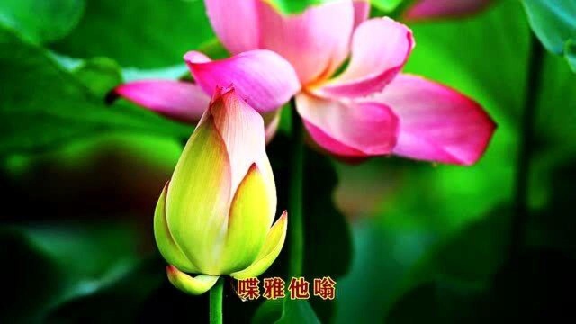 佛音《药师心咒》听者药师佛加持增福延寿,远离病痛保平安4