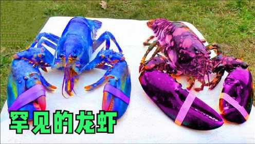 4种罕见的龙虾，龙虾也有多指症？你见过像独角兽一样的龙虾吗？