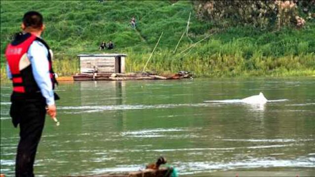 国家一级重点保护动物中华白海豚现身梧州 海事局:正全力救援