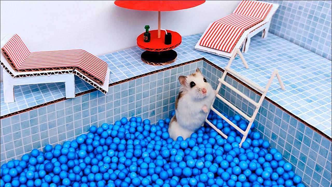 高手设计的仓鼠乐园,把仓鼠放进去,实在太萌了!