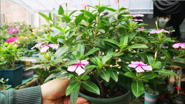 长春花老桩棒棒糖,开爆盆颜值高,3招就能打造