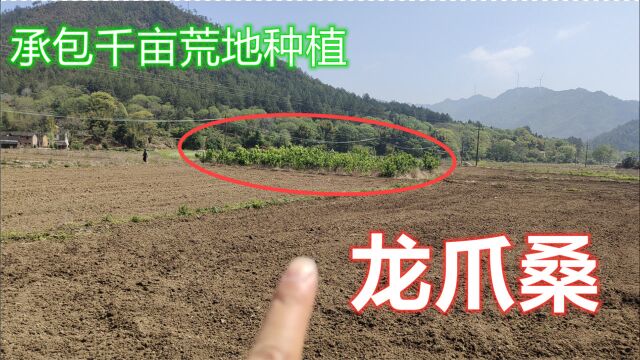 硕士培育出新型农作物“龙爪桑”,澳门老板投资承包千亩荒地种植