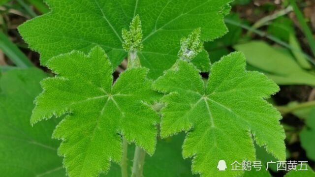 这种植物叫粗叶悬钩子,是一种野生中草药,它的叶子粗藤长有尖刺,认识一下