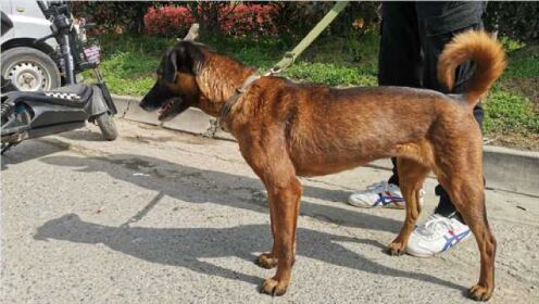 陕南狗集偶见青川猎犬,撵山狗机灵听话还能看家护院,贵的上万元