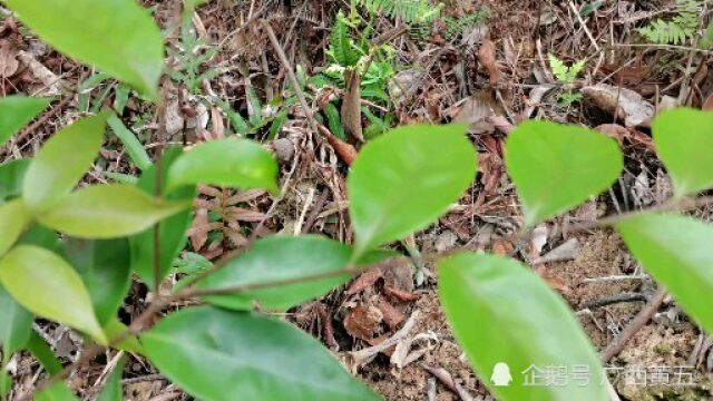 这种植物叫土沉香,一种野生中草药,来认识一下