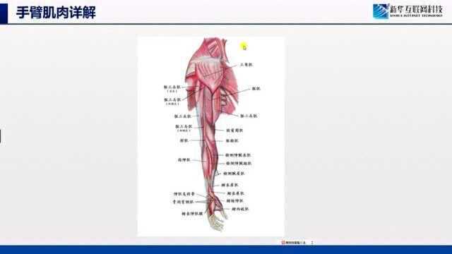 原画|手臂肌肉