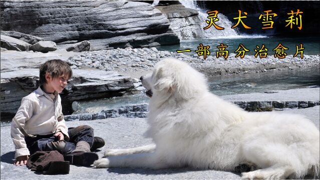 男孩收养了一只雪山灵犬 洗干净后太惊艳了 高分治愈