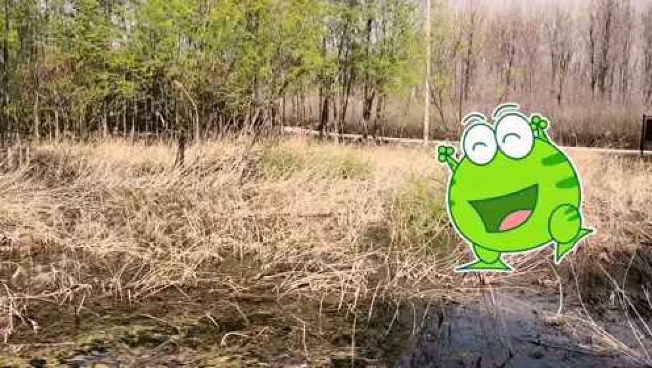 农历二月的山东青蛙已经呱呱叫声一片听到蛙叫的你想老家了吗
