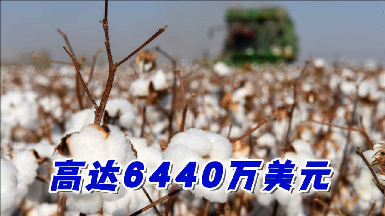 棉花和番茄被禁新疆对美国出口额暴涨113英国专家感到困惑