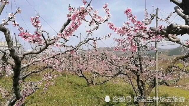 2021年4月26号,宽甸满族自治县桃花节,桃花真的开了吗?