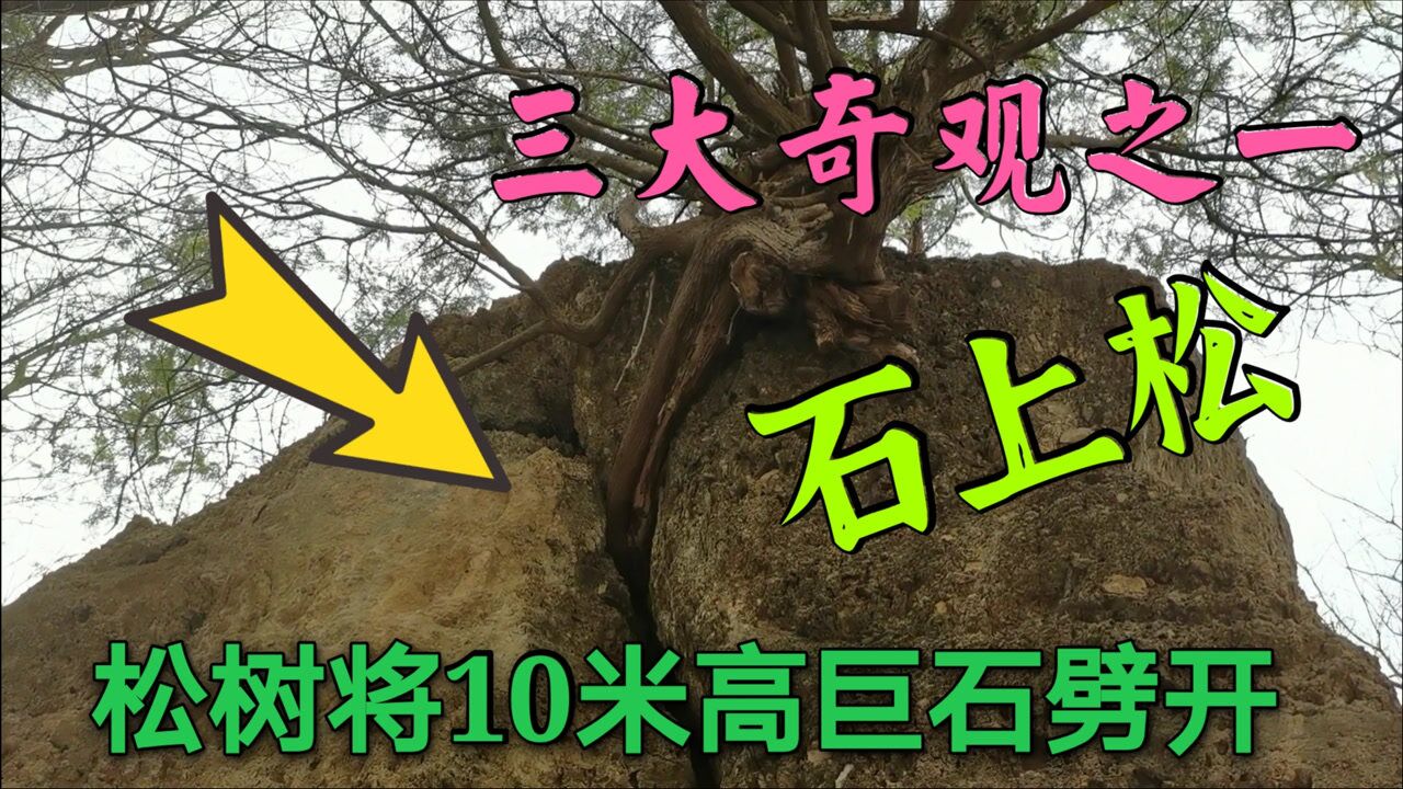 北京植物园元宝石图片