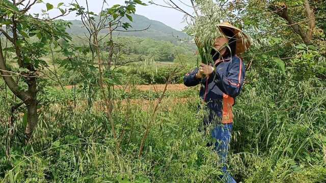 田园生活之休闲篇——这样悠闲的生活拿什么都不换,日子过的很满足