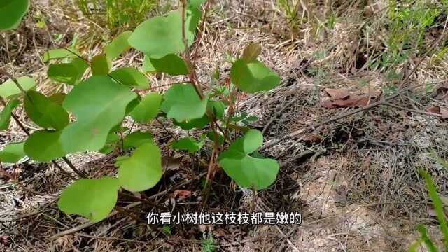 到山上逛逛,看到的黄栌小苗很多,每一颗让人都感觉到很美.