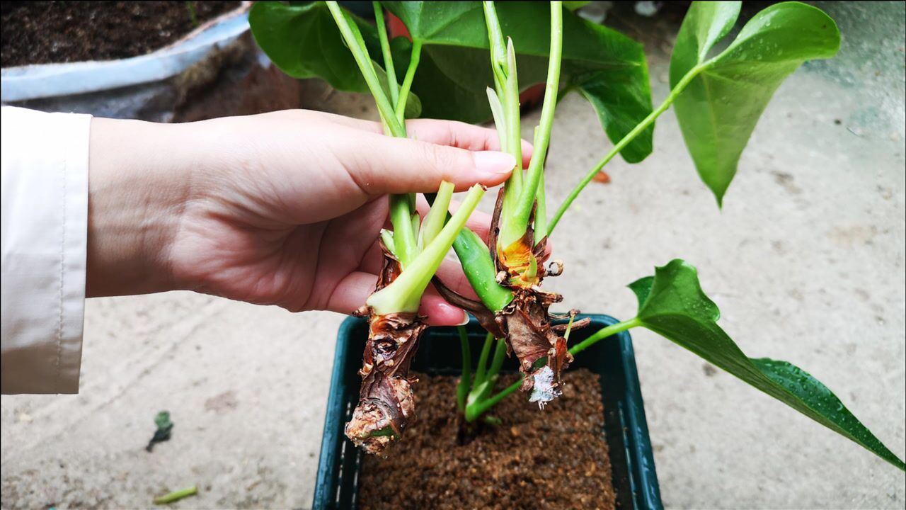 扦插红掌,掌握几个技巧,成活率更高!