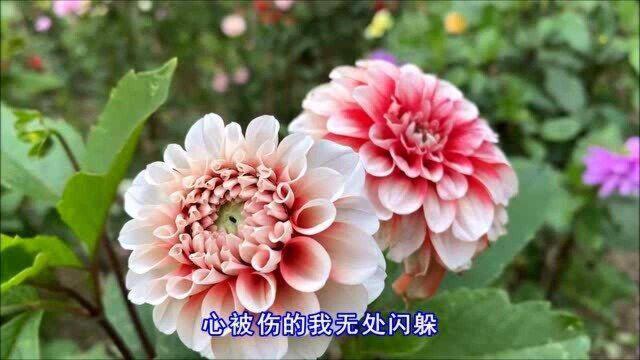 丛书一曲《为什么你要伤害我》歌声凄美伤感,好听醉了!