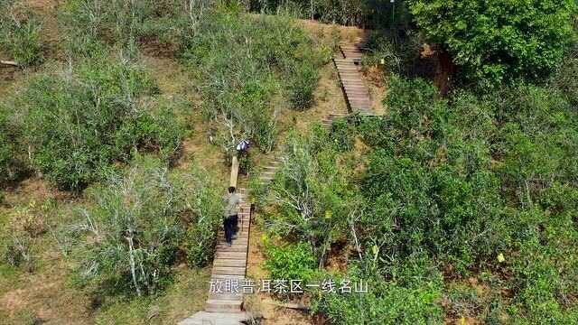 昔归芒麓山,位于临沧市邦东乡,是普洱茶中高纬度、低海拔产好茶的特例.