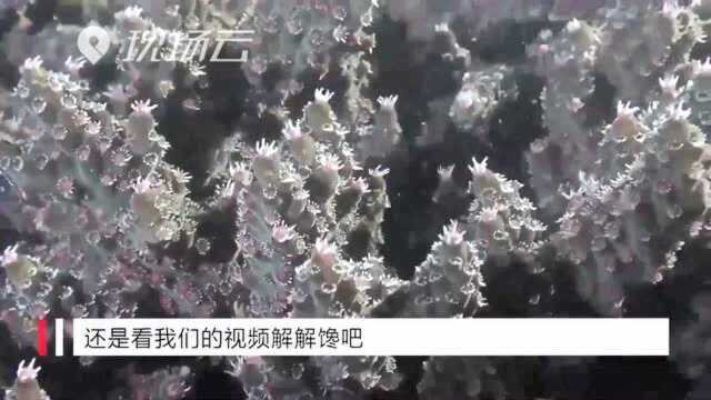 海底飞“雪”!深圳海域珊瑚产卵高清画面来啦