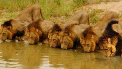 六狮联盟横行南非草原，1年杀死超100头雄狮，可下场却过于悲惨