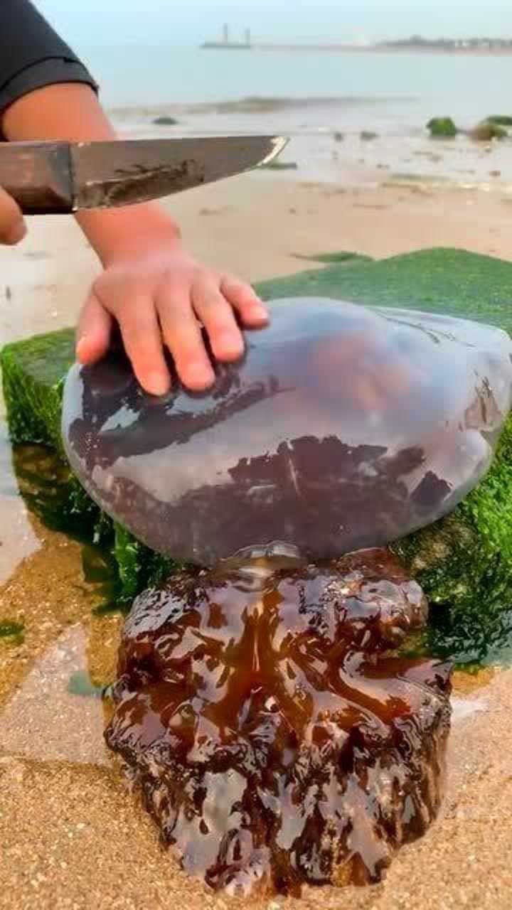 海蜇那个地方最好吃!