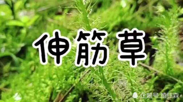 中药材:伸筋草