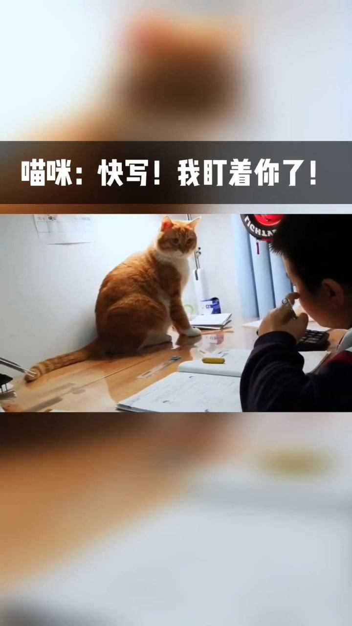 搞笑喵咪快写我盯着你了