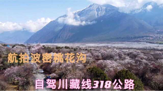 自驾西藏林芝,航拍漫山遍野的桃花,今年波密桃花沟真热闹