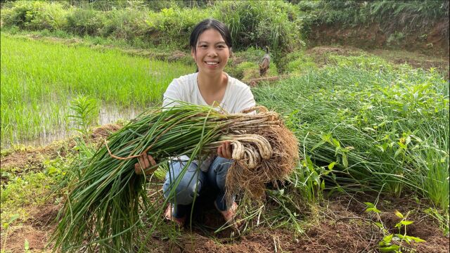 小秀去地里拔5斤藠头,这种类似葱的新鲜蔬菜,你们吃过吗?