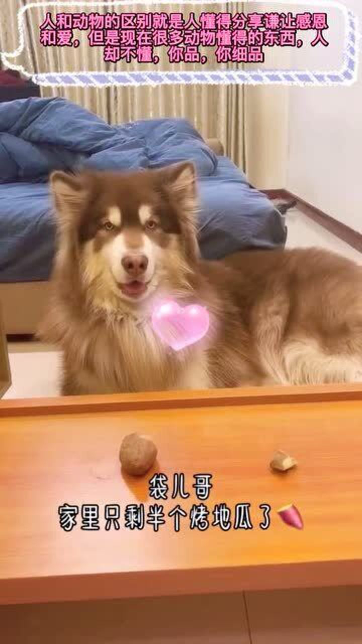钱袋爱吃肉人和动物的区别就是人懂得分享谦让感恩和爱但是现在很多