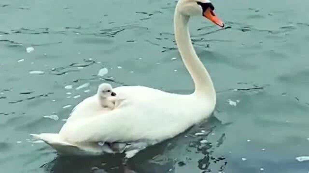 小鹅太小还没有学会游泳鹅妈妈背着两只小鹅在河里游泳羡慕了