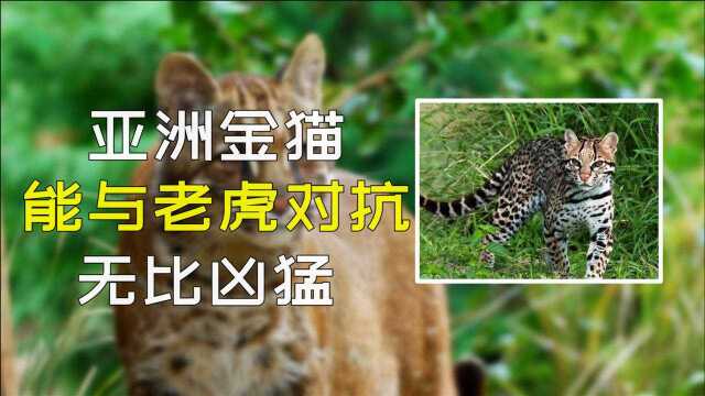 金猫:体型是家猫3倍,能和老虎豹子一决高下,世界上最凶猛的猫