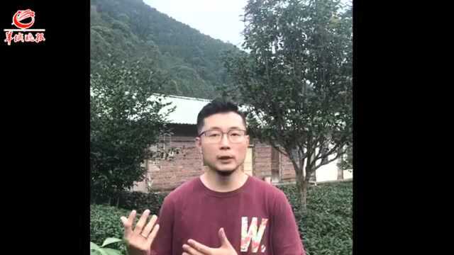 【湾区新青年】千亩茶山出香茗:香港青年余威的“茶味人生”