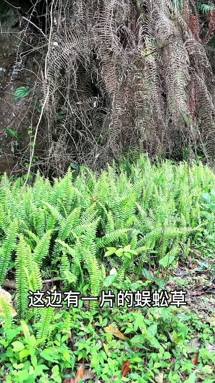 会生蛋的草,肾蕨,这个蛋也叫天鸡蛋