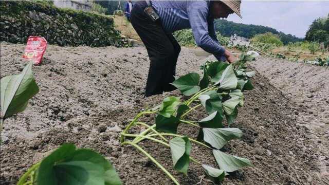 种红薯时注意这几点,红薯能结一大堆,方法简单,苗壮个大产量高